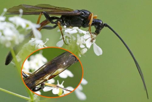 Alomya debellator